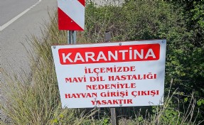Datça'da 'mavi dil hastalığı' karantinası