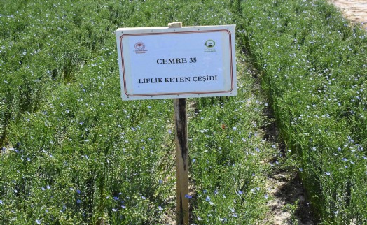 Ege'nin ilk liflik keten çeşitleri çiçek açtı