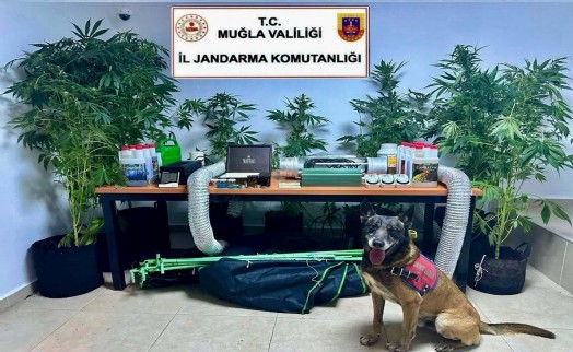 Elbise dolabında Hint keneviri yetiştiren öğretmene adli ve idari soruşturma