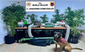 Elbise dolabında Hint keneviri yetiştiren öğretmene adli ve idari soruşturma