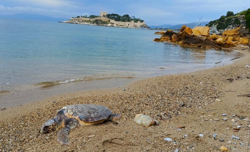 Kuşadası'nda ölü deniz kaplumbağası kıyıya vurdu