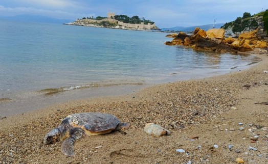 Kuşadası'nda ölü deniz kaplumbağası kıyıya vurdu