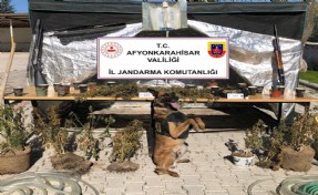 Ormanda uyuşturucu yetiştirirken suçüstü yakalandı