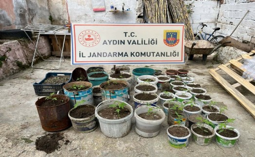 Saksıda yetiştirdiği kenevirle yakalandı