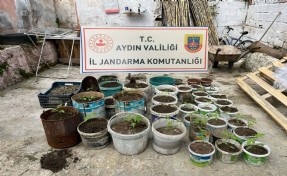 Saksıda yetiştirdiği kenevirle yakalandı