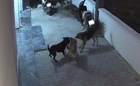 Sokak köpeklerinin saldırısına uğrayan kedi öldü
