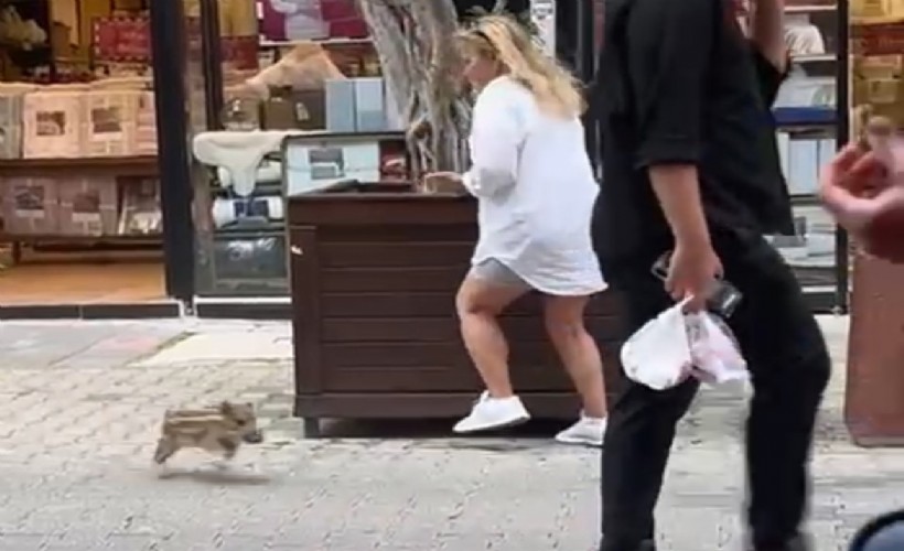 Yavru yaban domuzu iş yerine daldı; o anlar kamerada