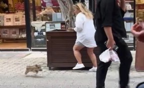 Yavru yaban domuzu iş yerine daldı; o anlar kamerada