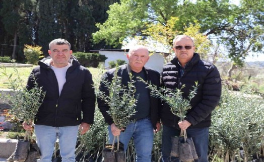 Urla'da zeytin üreticisine 7 bin fidan desteği