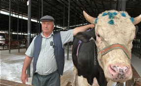 1,2 tonluk 'Paşa' 350 bin liraya alıcı buldu