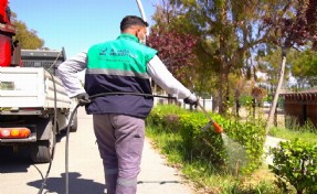 Aliağa'da sivrisineklere geçit yok