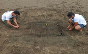 Dalyan'da sezonun ilk caretta caretta yuvası belirlendi