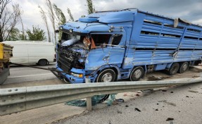 Devrilen kamyondaki 30 koyun öldü