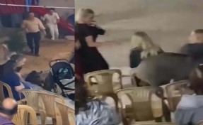 Düğündeki kalabalığın arasına giren domuz kamerada