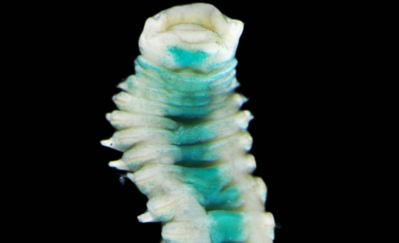 Egeli akademisyenler keşfetti: Spinosphaera latachaeta