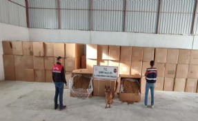 İzmir'de 6 ton kaçak tütün ele geçirildi