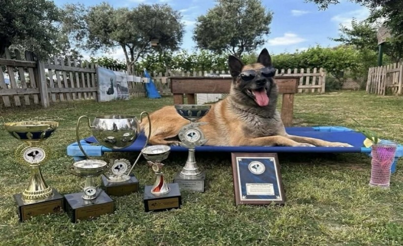Kahraman köpek ‘Bob’ öldü