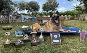 Kahraman köpek ‘Bob’ öldü