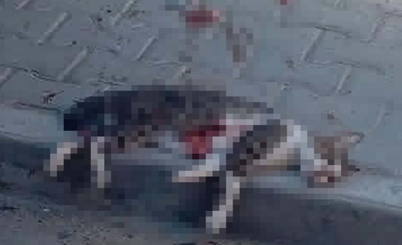 Kediyi pompalı tüfekle vuran cani gözaltına alındı