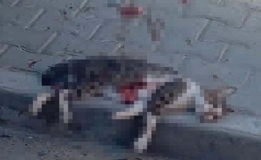 Kediyi pompalı tüfekle vuran cani gözaltına alındı