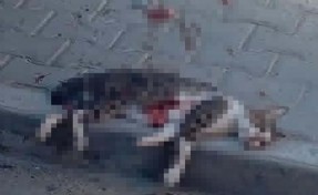Kediyi pompalı tüfekle vuran cani gözaltına alındı