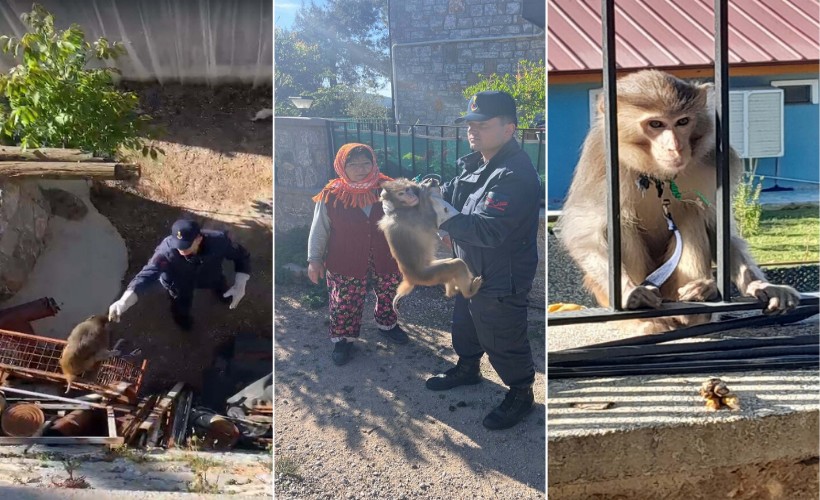 Mahallede maymun yakalandı