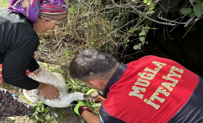 Muğla'da ördek kurtarma operasyonu
