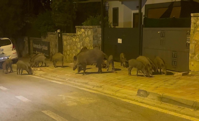 Muğla'da yaban domuzlarıyla mücadele kararı