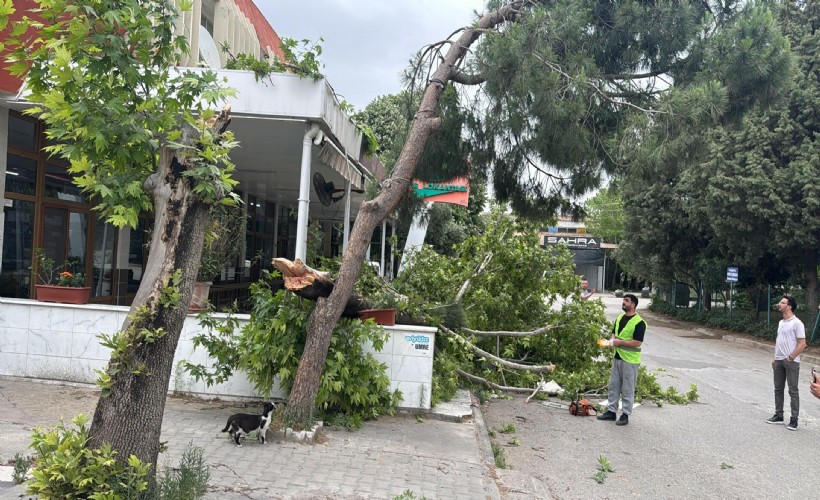 Turgutlu'da şiddetli rüzgar; ağaçlar devrildi