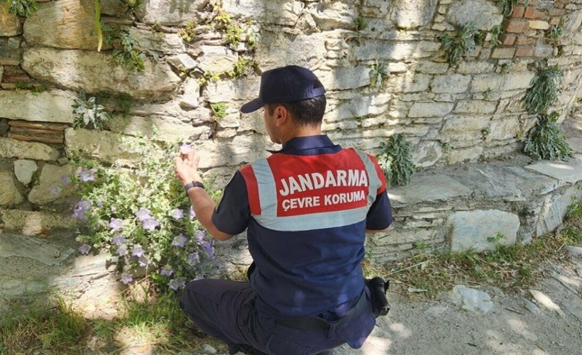 Tüylü çan çiçeğini koparan yandı!