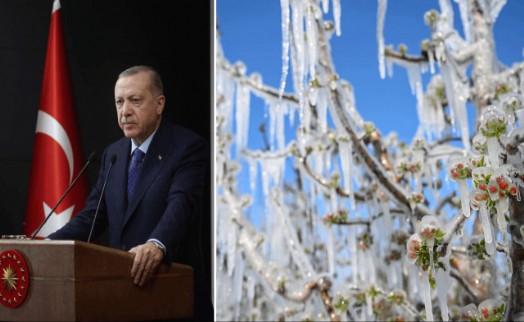 Zirai don felaketinin boyutu 'Çiftçiler Günü'nde ortaya çıktı! Cumhurbaşkanı açıkladı