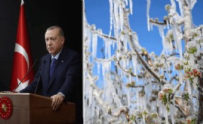 Zirai don felaketinin boyutu 'Çiftçiler Günü'nde ortaya çıktı! Cumhurbaşkanı açıkladı