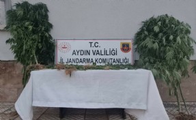 Bahçede Hint keneviri yetiştiren 2 şüpheli yakalandı