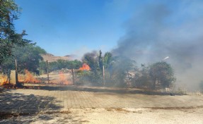 Bodrum'da ot yangınında alevler ağaçlara sıçradı