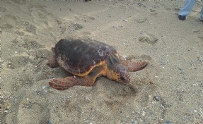 Caretta caretta 'Güzel İzmir'in sinyali, Gazze açıklarında kesildi