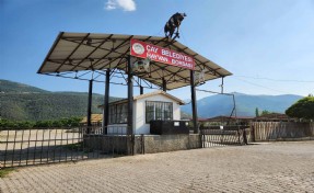 Çay’da hayvan pazarı kapatıldı