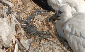 Çevreye atılan plastik ipler leyleklerin ölümüne neden oluyor!