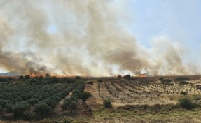 Foça'da ot yangını; 4 hektarlık alan zarar gördü