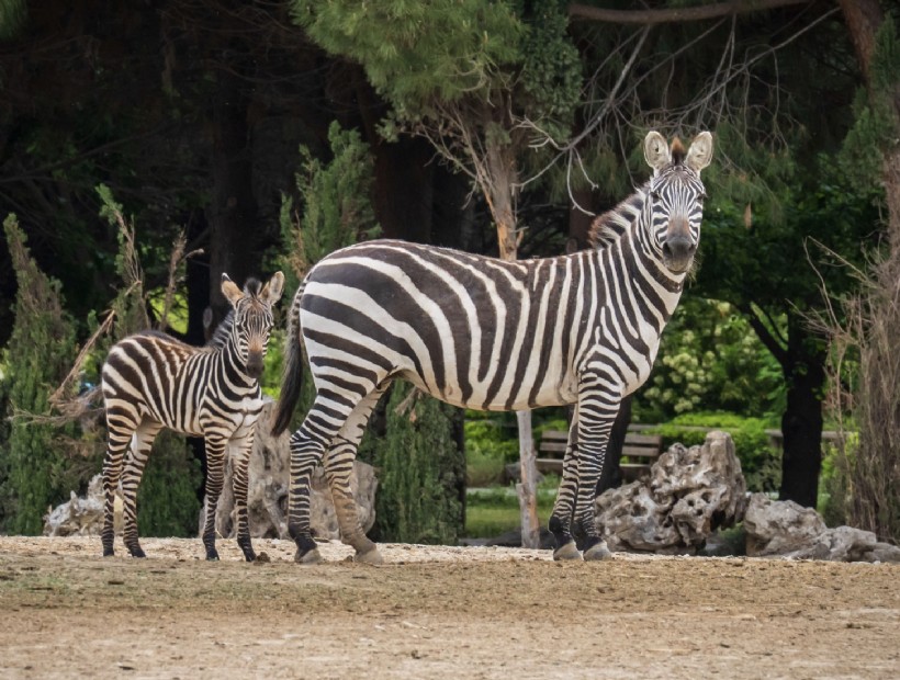 İzmir Doğal Yaşam Parkı bayramda ziyaretçileri bekliyor