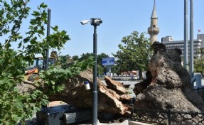 İzmir Valiliği önündeki asırlık çınar devrildi: O anlar kamerada
