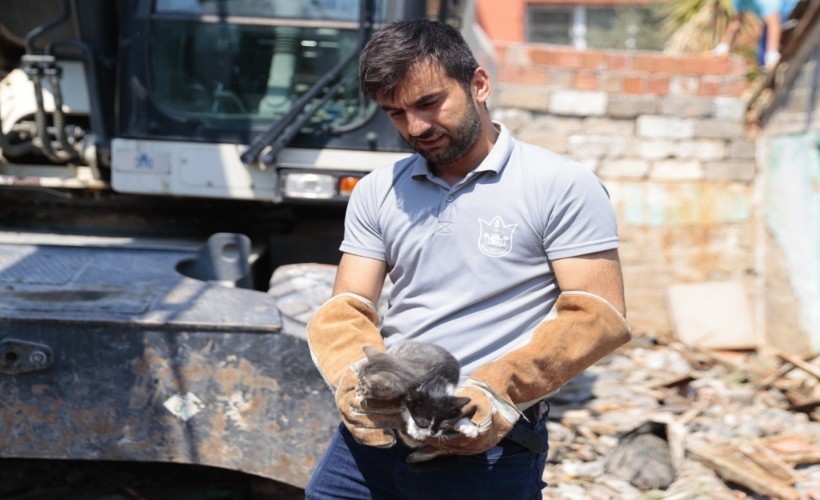 Kurtarılan yavru kediler sıcak bir yuva bekliyor