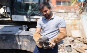Kurtarılan yavru kediler sıcak bir yuva bekliyor