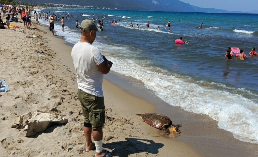 Kuşadası'nda ölü deniz kaplumbağası kıyıya vurdu