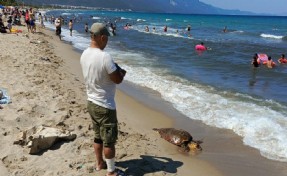 Kuşadası'nda ölü deniz kaplumbağası kıyıya vurdu