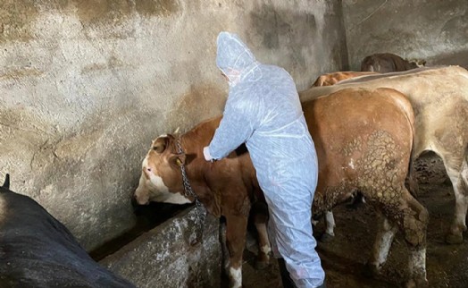 Manisa'da büyükbaşlarda 'şap' alarmı; 8 köy karantinaya alındı