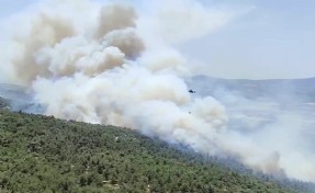 Manisa'da orman yangını