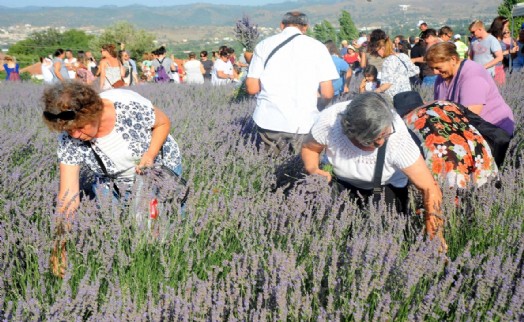 Mis gibi şenlik: Seferihisar’da lavanta büyüsü başlıyor