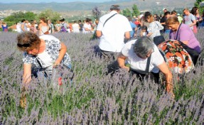 Mis gibi şenlik: Seferihisar’da lavanta büyüsü başlıyor