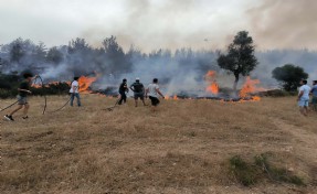 Muğla'da yılın ilk 6 ayında 380 anız yangınına müdahale edildi