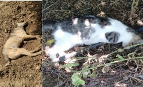 O ilçede havyan katliamı: 6 köpek 2 kedi zehirlendi!
